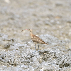 bristle-thighed curlew, curlew, bird, shore