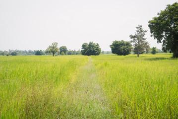 Rice field green grass landscape background in Thailand. Vintage filter style
