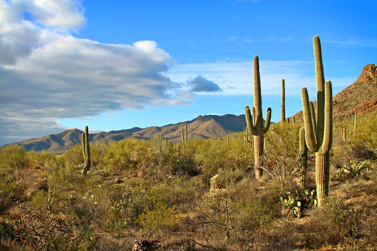 Saguaro cactus and desert landscape with clouds in late afternoon light