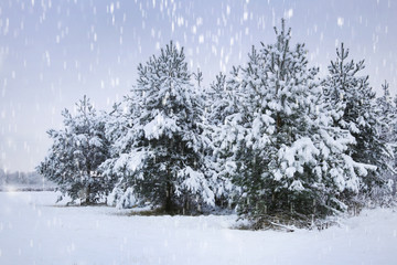 Snowing  in the winter forest