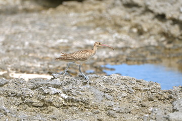 bristle-thighed curlew, curlew, bird, shore
