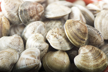 Fresh raw Clam close up on white