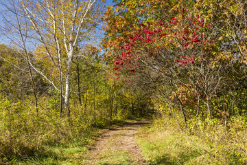 Fototapeta premium Fall Hiking Trail Scenic