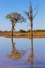 Kruger National Park, reflections on lake