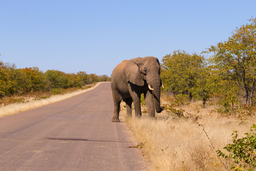 Elephant from Kruger National Park, Loxodonta africana