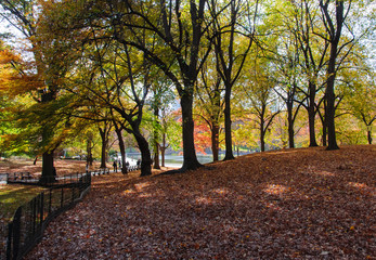 Fallen leaves on Central Park, New York
