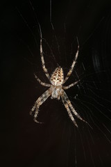 Gartenkreuzspinne in ihrem Netz, Araneus diadematus