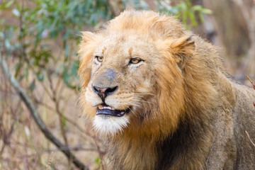 Naklejka na ściany i meble Lion from Kruger National Park, South Africa