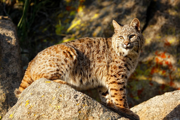 Bobcat sitting on a rock