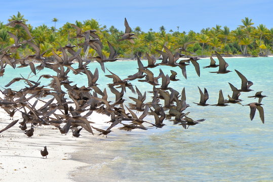 Thick cloud of birds, Brown Noddy, bird, Polynesia, Tetiaroa island