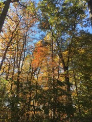 beautiful sunlit fall foliage