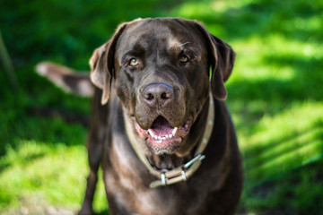 portrait chocolate labrador lying on the grass