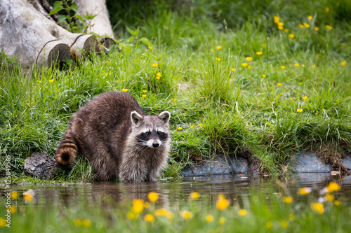"Waschbär am Wasser" Stockfotos und lizenzfreie Bilder auf Fotolia.com