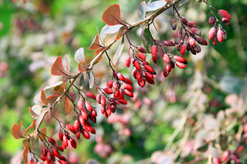 branch of barberry with small ripe red berries barberry closeup
