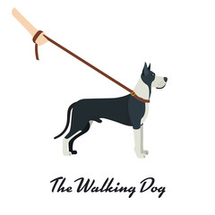 Great Dane with a leash - on white background. Vector illustration