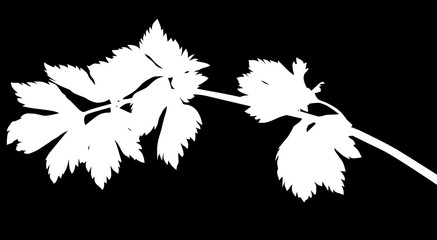 white parsley silhouette with large leaves
