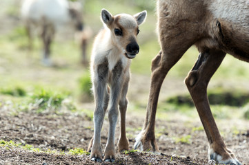 reindeer female and calf [Rangifer tarandus] .Norway.Tromso © belov3097