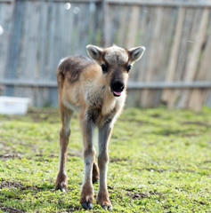 calf of a reindeer