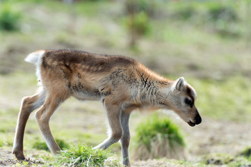 calf of a reindeer,Norway