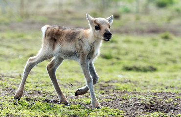 calf of a reindeer © belov3097