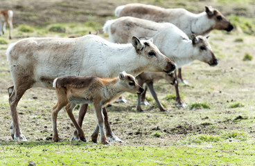 Naklejka na ściany i meble reindeer female and calf [Rangifer tarandus]