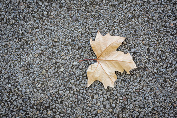 The leaf fall from the tree lone ground