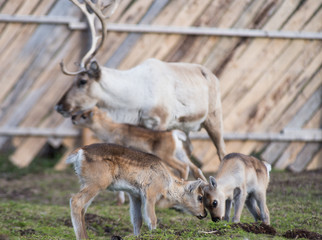 reindeer female and calf [Rangifer tarandus] .Norway.Tromso