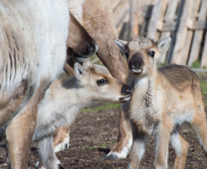 reindeer female and calf [Rangifer tarandus] .Norway.Tromso