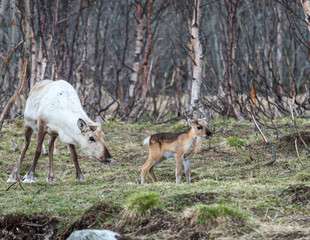 reindeer female and calf [Rangifer tarandus]