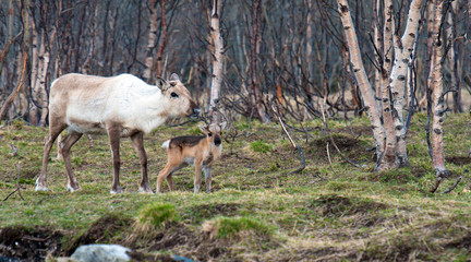 Naklejka na ściany i meble Reindeer in its natural environment in scandinavia.Tromso.Norway 