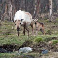 Obraz na płótnie Canvas reindeer female and calf [Rangifer tarandus]