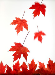 hojas rojas cayendo otoño U84A8068-f16