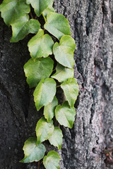 Forest trees. nature green wood backgrounds