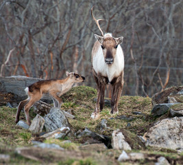 reindeer female and calf [Rangifer tarandus]
