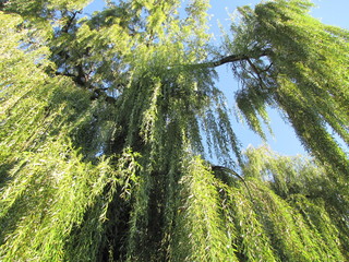weeping willow
