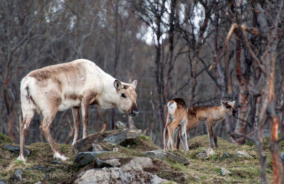 reindeer female and calf [Rangifer tarandus] .Norway.Tromso
