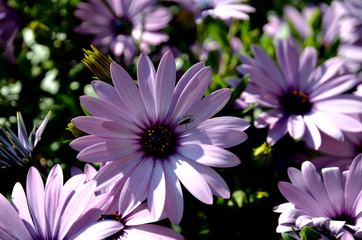 La mosca sul fiore