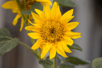 Naklejka premium Sunflowers. Sunflower in garden. Sunflowers blooming in sunflowe