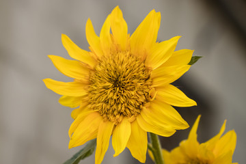 Sunflowers. Sunflower in garden. Sunflowers blooming in sunflowe