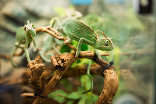 Green chameleons on branch