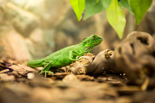Green iguana in nature