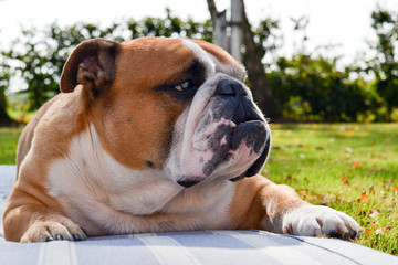 Brutal handsome English bulldog 