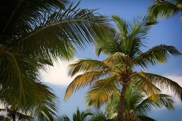 Fototapeta na wymiar Palm trees with blue sky
