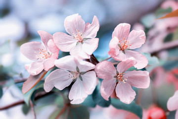 Apple-tree flowers