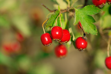 Red haw berries