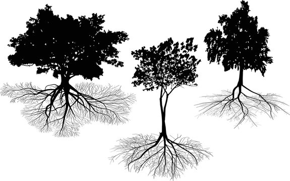 three isolated on white trees with roots silhouettes