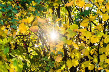 Sunlight through colourful leaves in autumn