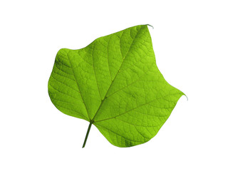 Leaf