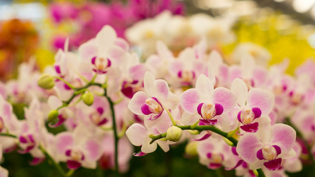Orchid flower background © truengtra