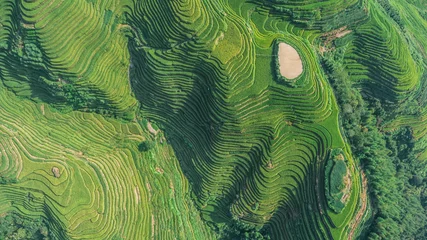 Poster Top view or aerial shot of fresh green and yellow rice fields.Longsheng or Longji Rice Terrace in Ping An Village, Longsheng County, China. © drdonut